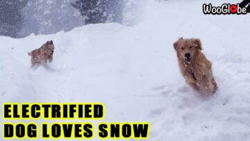 Snow-Frolicking-Retriever-Cute.jpg