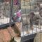 Tortoise vs. Puppies: Hilarious Boss Battle | Super Cute