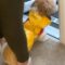 Watch Adorable Dog’s Hilarious Rain Refusal! | Super Cute