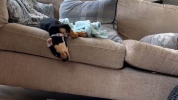 Watch-This-Adorable-Pups-Epic-Sofa-Slip-Up—Guaranteed-Giggles-Try.jpg