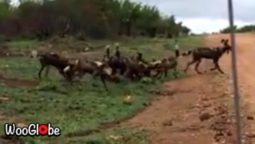 Wild-dogs-capture-baby-impala-in-heart-stopping-chase-Adorable.jpg
