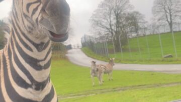 Zebras-Hilarious-Toothy-Moment-with-Tourists-Adorable.jpg
