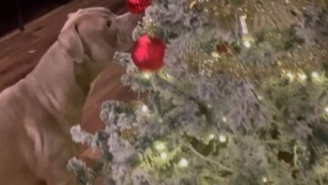 A-Pups-Joyful-Journey-Through-the-Christmas-Tree-Wonder.jpg