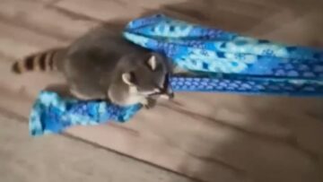 Adorable-Orphaned-Raccoons-Blanket-Adventure-A-Joyful-Journey-of-Playfulness.jpg