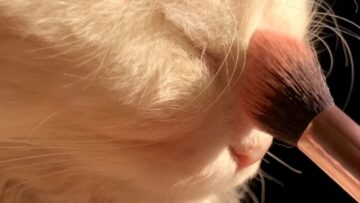 Adventurous-cat-gets-stunning-glow-up-Amazing-transformation-Cute.jpg