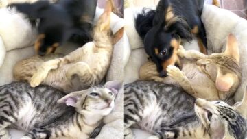 Awesome-Friends-Cats-and-Dogs-Unite-Super-Cute.jpg