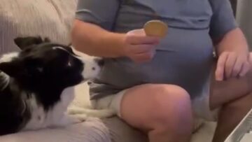 Biscuit-Dilemma-The-Hilarious-Dunking-Drama-of-Our-Picky-Pup.jpg