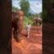 Cheeky Elephant Throws Holiday Chaos – Can You Keep a Straight Face? | Try Not to Laugh!