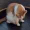 Confused cats master running wheel tricks! | Super Cute