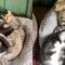 Cozy Cat Lets Tiny Sister Snooze Nearby | Super Cute