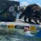 Cuddly Raccoon’s Climbing Quest for Snuggles and Joy | Heartsome