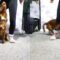 Cute Dog Wows with Amazing Tricks | Super Cute