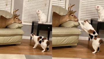 Deer-Head-Mystery-Unraveled-by-Curious-Cats-Super-Cute.jpg