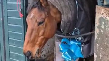 Dream-Christmas-Surprise-Horse-Gift-Adorable.jpg