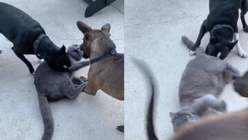 Dynamic-duo-dogs-team-up-to-playfully-wrestle-cat.jpg