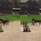 Epic Showjumping Oops: When Horsepower Meets Epic Faceplant! | Try Not to Laugh