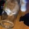 Hilarious Cat’s Quirky Water Drinking Routine | Adorable 🐱