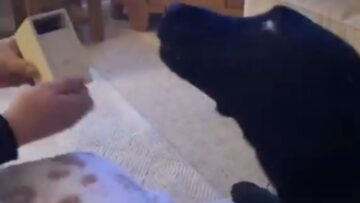 Hilarious-Dog-vs-Spider-Prank-Watch-the-Laugh-Out-Loud-Reaction.jpg