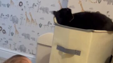 Little-boy-and-kittens-playful-bond-Super-Cute.jpg