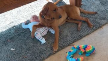 Protective-Pup-Lovingly-Adopts-Baby-Girl-as-His-Own.jpg