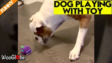 Puppys-Playful-Adventure-with-Animated-Toy-Cute.jpg
