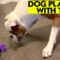 Puppy’s Playful Adventure with Animated Toy | Cute