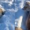 Snow frolicking Golden Retriever Puppy | Exciting playtime ahead! | Super Cute