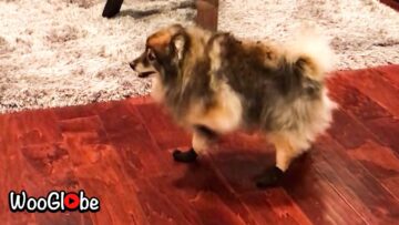 Sock-wearing-dogs-hilarious-walk-Adorable.jpg