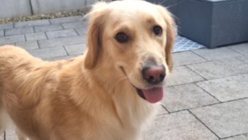 Sunday-treat-madness-Watch-this-dogs-adorable-urgency-for-snacks.jpg