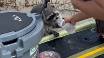 Thirsty-Meekos-Cute-Paddleboarding-Adventure-Super-Cute.jpg