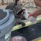 Thirsty Meeko’s Cute Paddleboarding Adventure | Super Cute