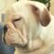 Tiny Bulldog Puppy’s Epic Battle to Stay Awake! Cute |