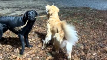 Two-Joyful-Pups-Experience-Snow-for-the-First-Time-Golden.jpg