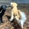 Two Joyful Pups Experience Snow for the First Time: Golden Retriever & Black Lab’s Winter Playtime | Heartwarming