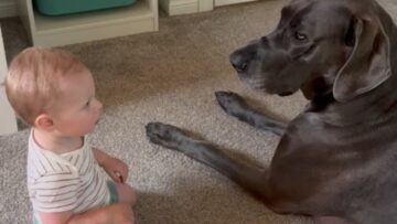 Unexpectedly-adorable-Baby-gives-dog-a-kiss-Super-Cute.jpg