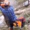 Woodcutter vs. Gravity: Hilarious Tree-Cutting Blunder! | Try Not to Laugh