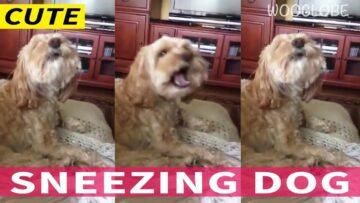 Cutest-Sneezing-Dog-Ever-Adorable.jpg