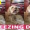 Cutest Sneezing Dog Ever! | Adorable