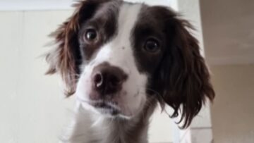 Dogs-side-splitting-response-to-walk-proposal-Cute.jpg