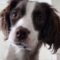 Dog’s side-splitting response to walk proposal | Cute