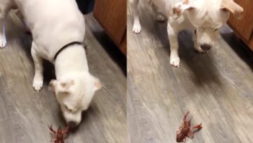 Funny-Dog-Videos-Dog-vs-Crawfish-Who-Will-Win.jpg