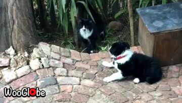 Playful-Cat-and-Puppy-Besties-Adorable.jpg