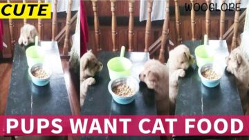 Puppy-Beg-for-Cat-Food-Super-Cute.jpg