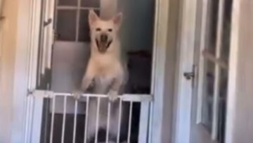 Pure-Bliss-Dogs-Celebrate-Their-Owners-Return-with-Uncontainable-Joy.jpg
