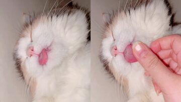 Sleepy-Kitty-Melts-Hearts-Cat-Snoozing-with-Its-Tongue-Out.jpg