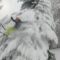 Surprise! Tree Jump Fails: When Skiing Meets Nature’s Obstacles – Try Not to Laugh!