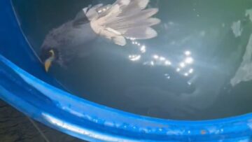 The-Touching-Rescue-of-a-Littlest-Bird-from-a-Water.jpg