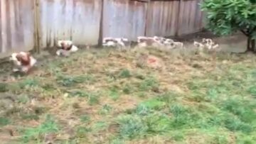 Train-Puppies-to-Respond-to-Commands-Super-Cute.jpg