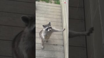Adorable-Raccoon-Balances-on-Two-Legs-for-a-Snack-A.jpg