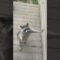 Adorable Raccoon Balances on Two Legs for a Snack! A Heartwarming Moment | Heartsome